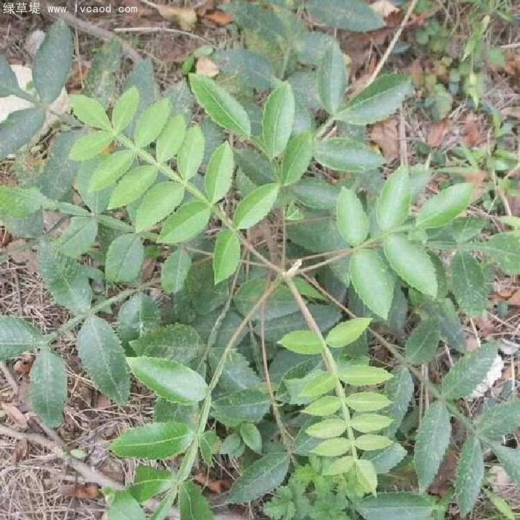 鹽膚木葉子 鹽膚木葉子