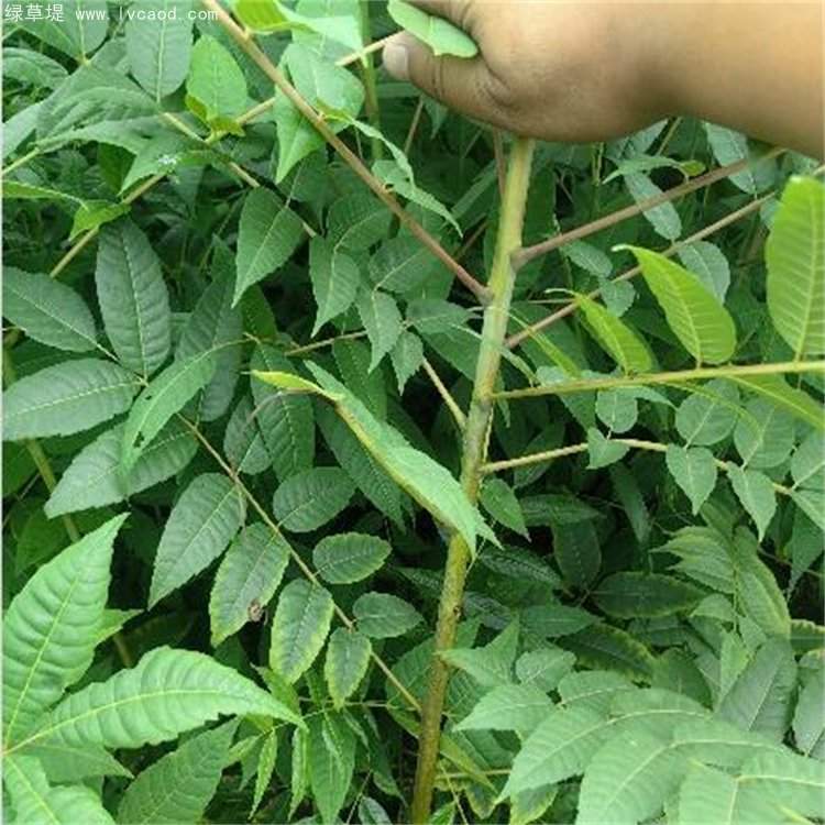 鹽膚木葉子 鹽膚木葉子