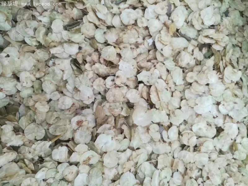 榆樹種子 榆樹種子