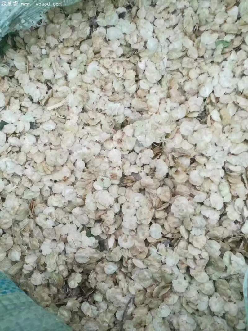 榆樹種子 榆樹種子