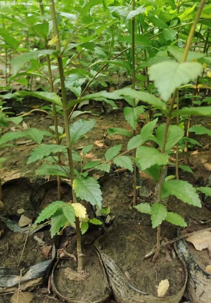 榆樹苗小苗 榆樹苗小苗