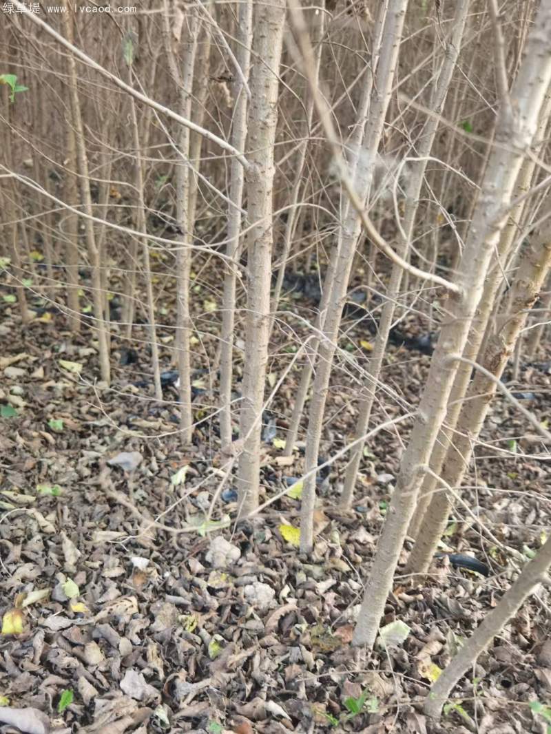 榆樹苗小苗 榆樹苗小苗