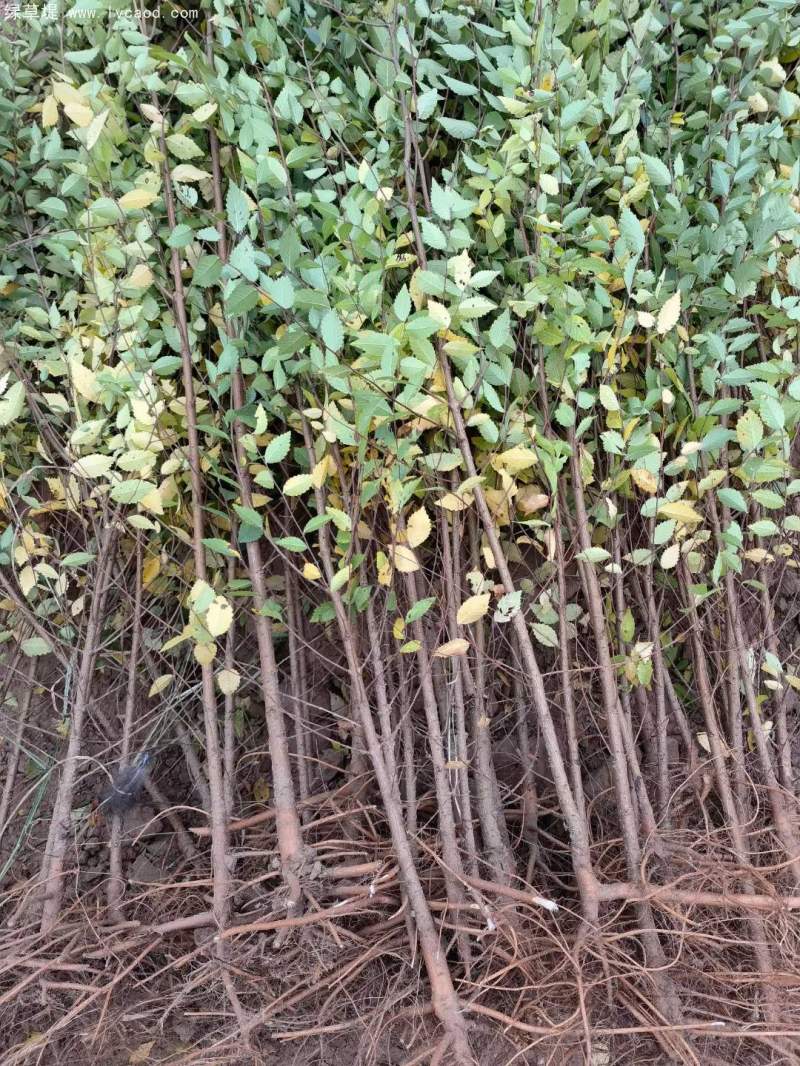 榆樹苗小苗 榆樹苗小苗