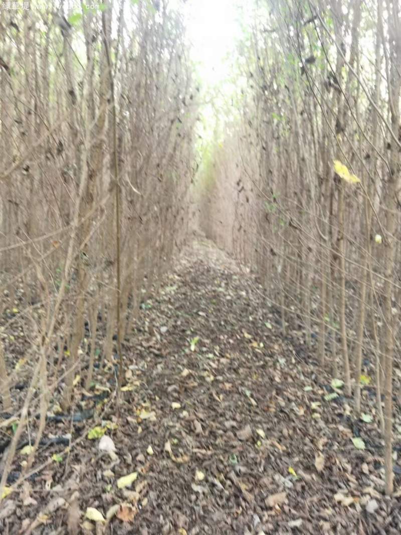 榆樹苗小苗 榆樹苗小苗