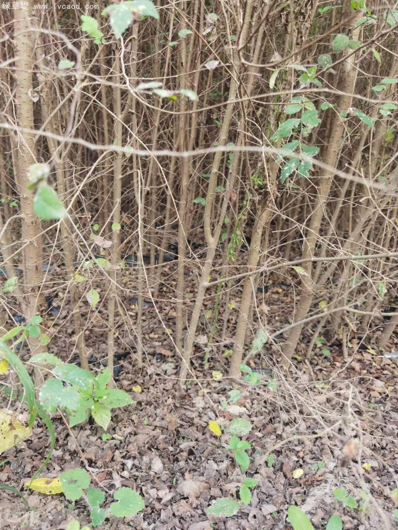 榆樹苗小苗 榆樹苗小苗