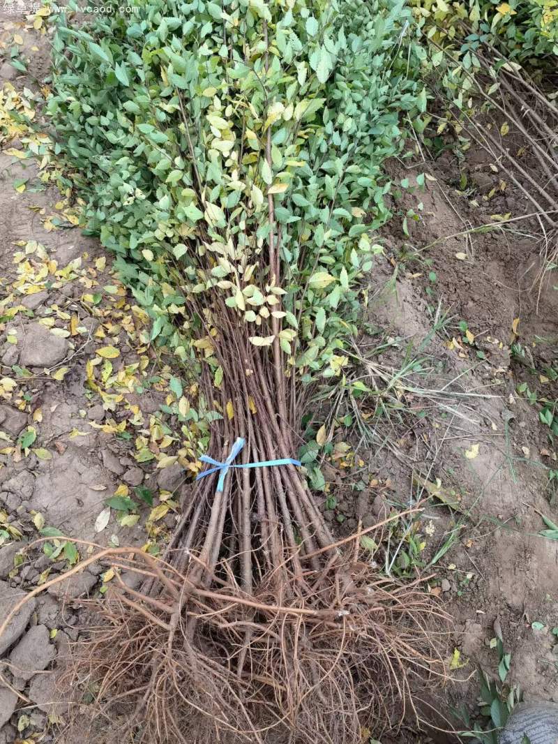 榆樹苗小苗 榆樹苗小苗