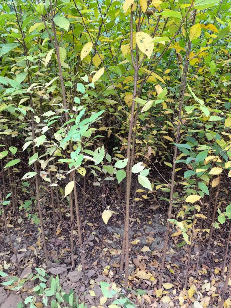 榆樹苗小苗 榆樹苗小苗