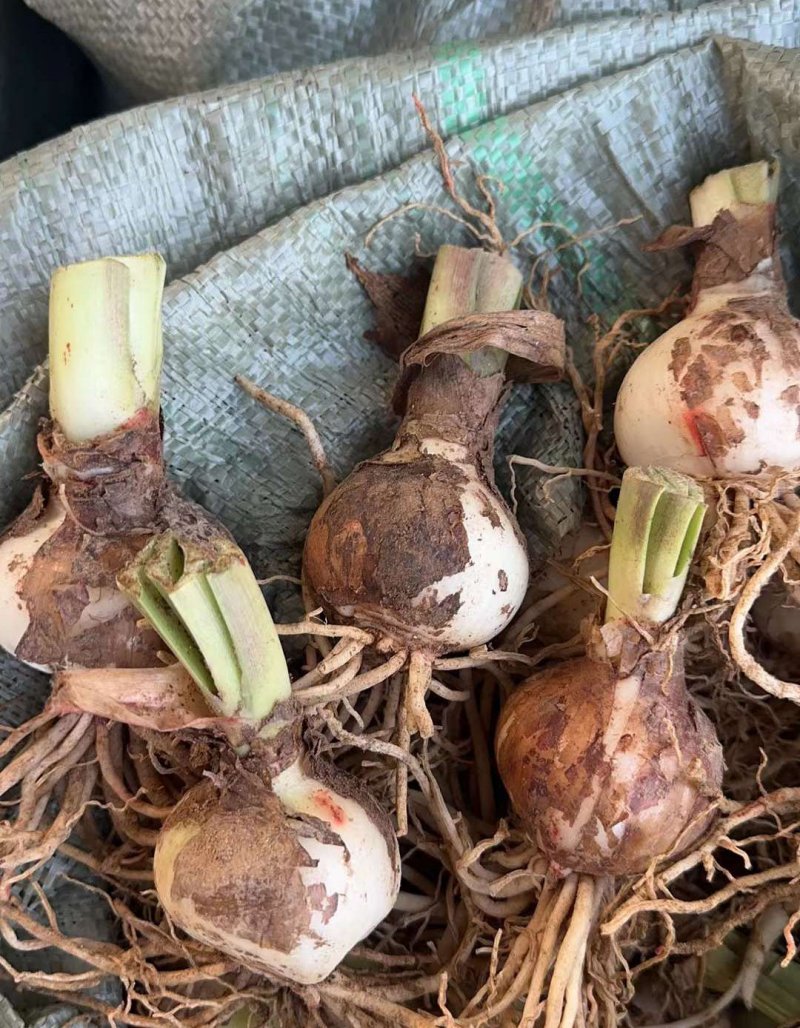 朱頂紅種球種根花苗