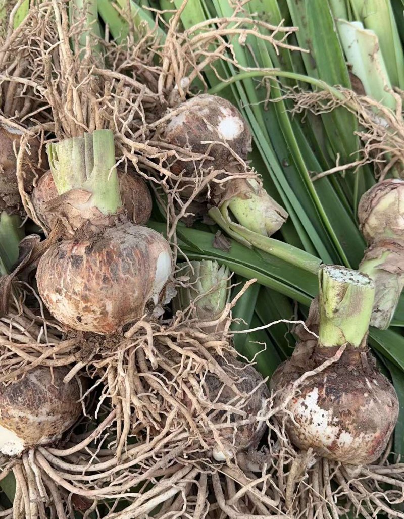 朱頂紅種球種根花苗