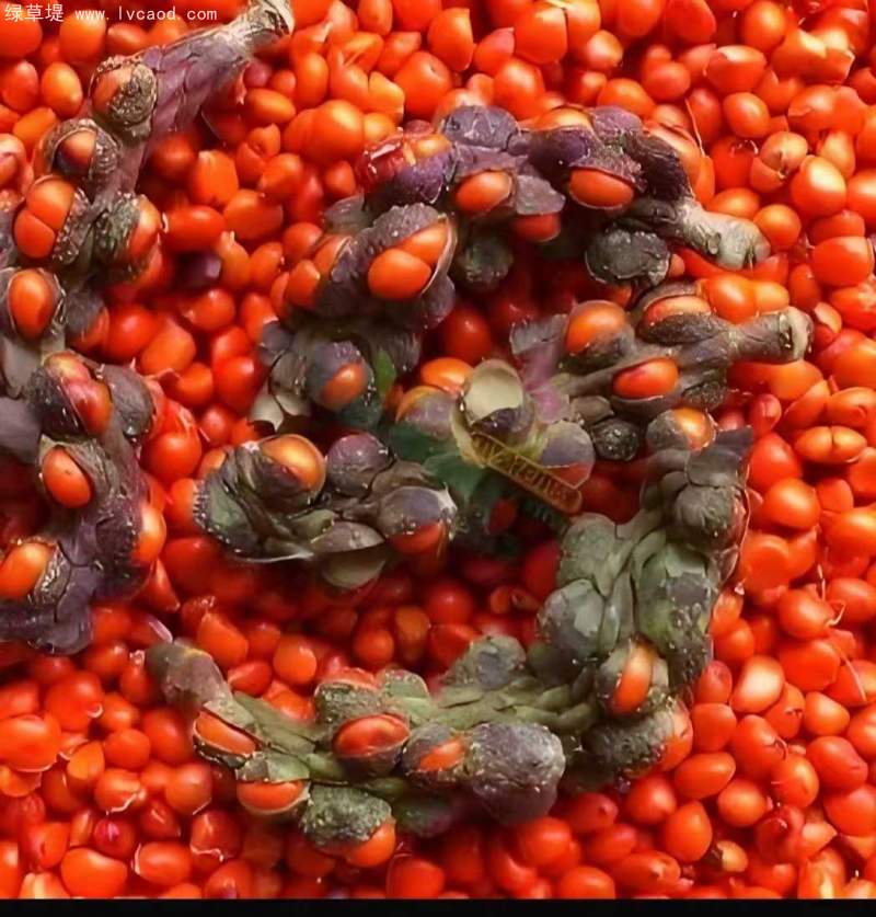 玉蘭種子 玉蘭種子