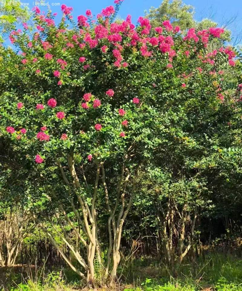 紫薇花朵 紫薇花朵