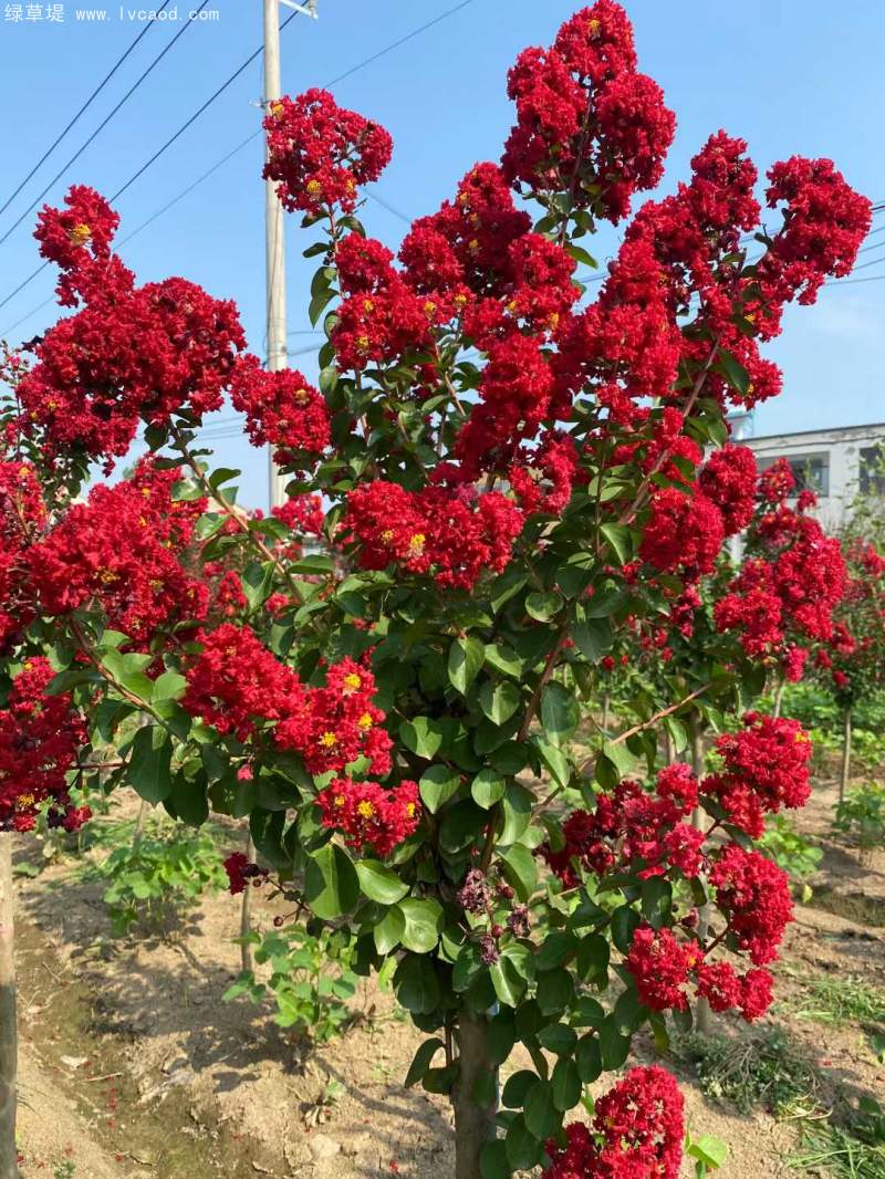 紫薇花朵 紫薇花朵
