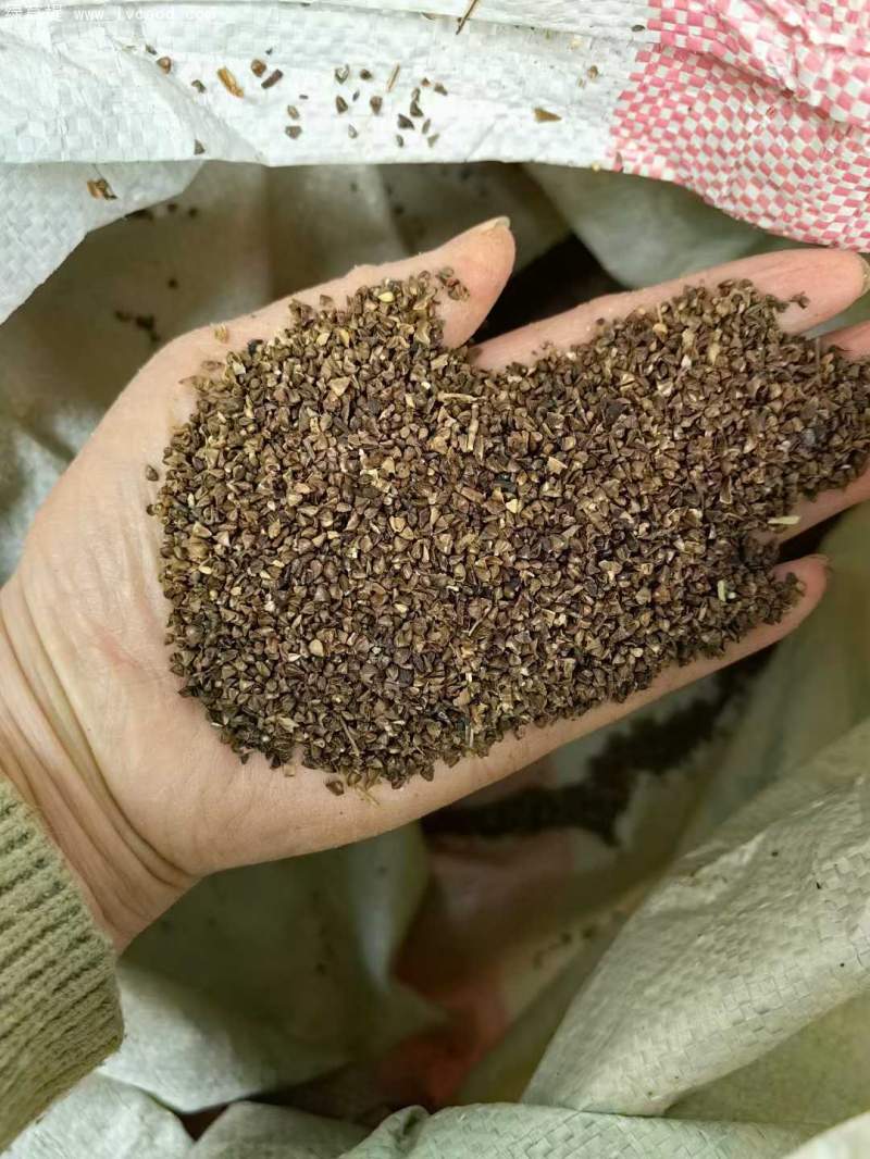 紫薇種子 紫薇種子