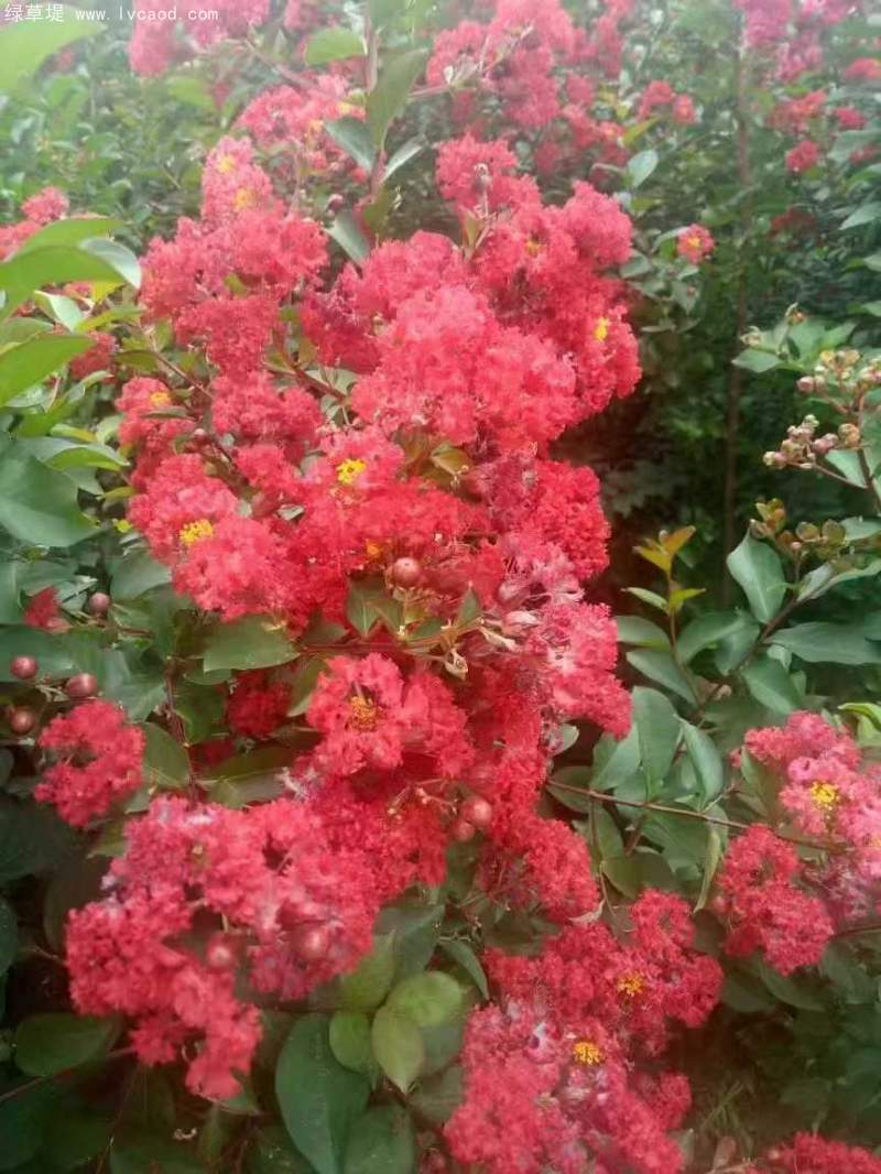 紫薇花朵 紫薇花朵
