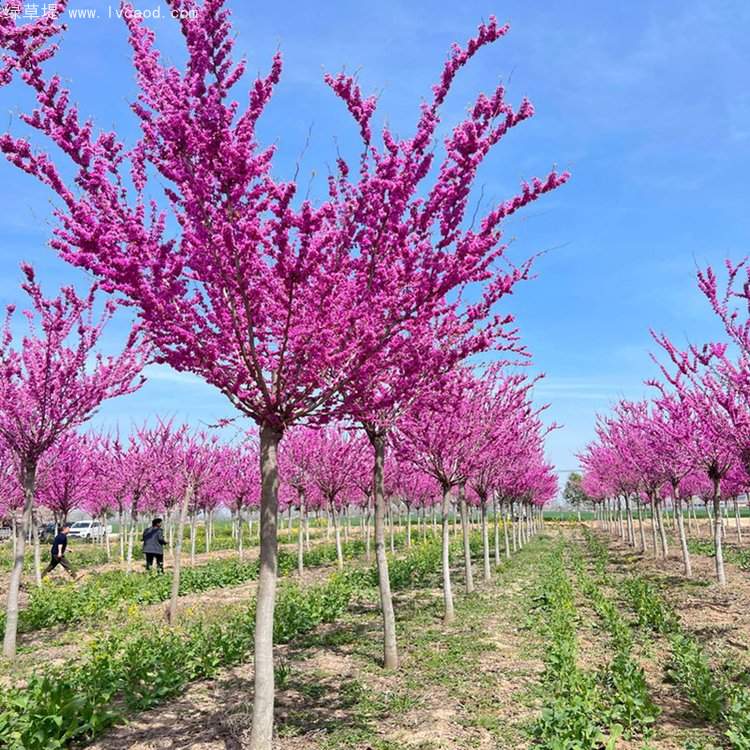 紫荊樹(shù)開(kāi)花花朵 紫荊樹(shù)開(kāi)花花朵
