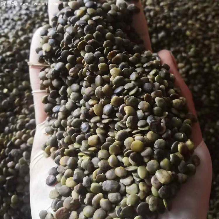 紫荊種子 紫荊種子