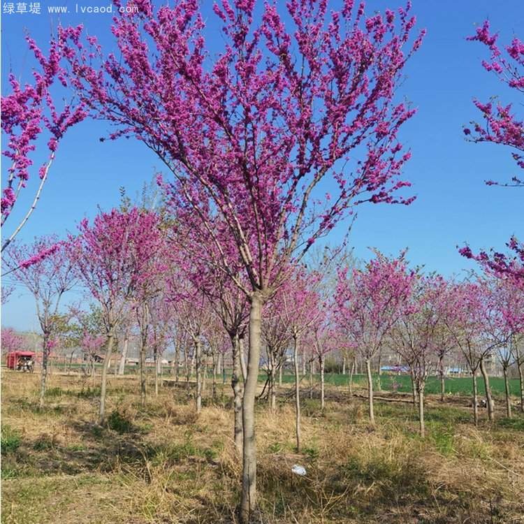 紫荊樹(shù)開(kāi)花花朵 紫荊樹(shù)開(kāi)花花朵
