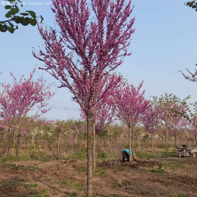 紫荊樹(shù)開(kāi)花花朵 紫荊樹(shù)開(kāi)花花朵