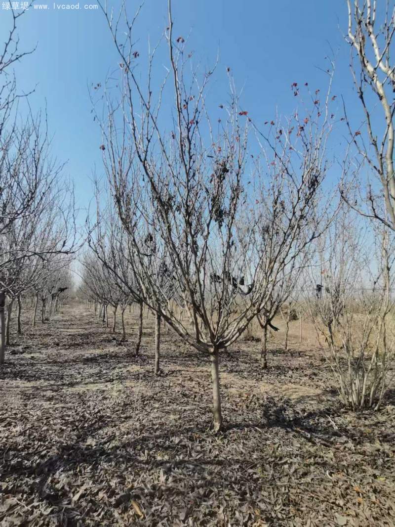 紫荊樹(shù) 紫荊樹(shù)