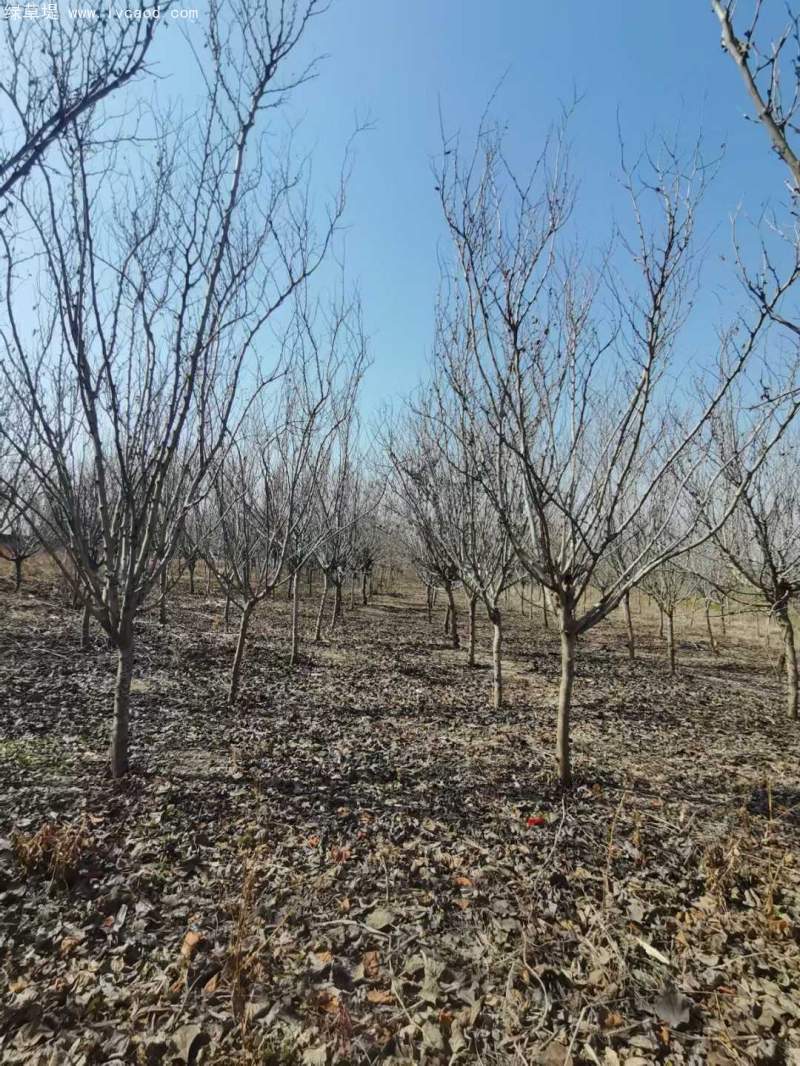 紫荊樹(shù) 紫荊樹(shù)