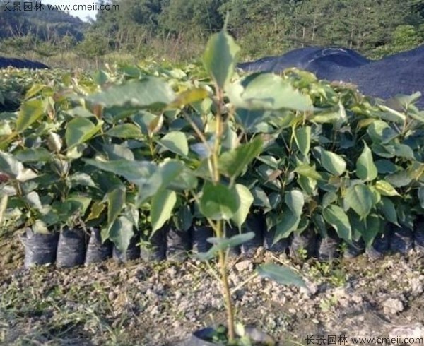 菩提樹種子發(fā)芽出苗圖片 菩提樹種子發(fā)芽出苗圖片