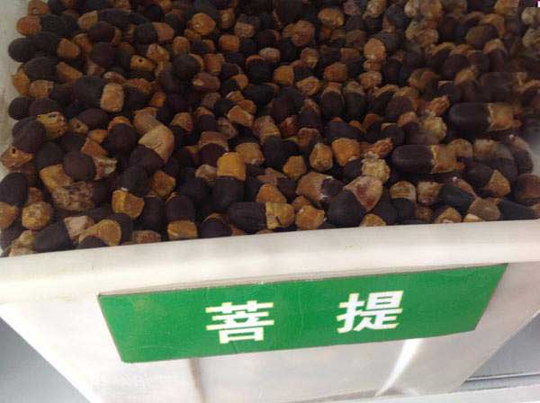 菩提樹種子圖片 菩提樹種子圖片