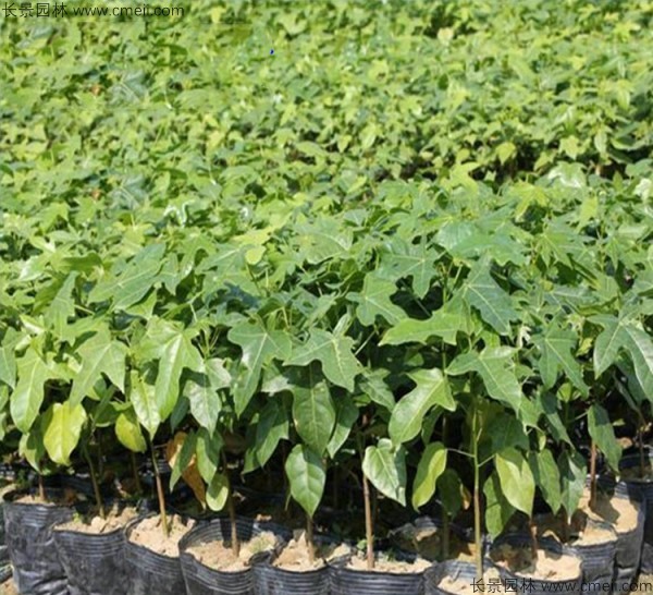 菩提樹種子發(fā)芽出苗圖片 菩提樹種子發(fā)芽出苗圖片