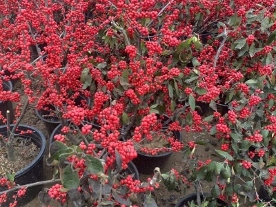 紅果冬青