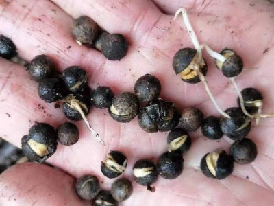 香樟樹(shù)種子