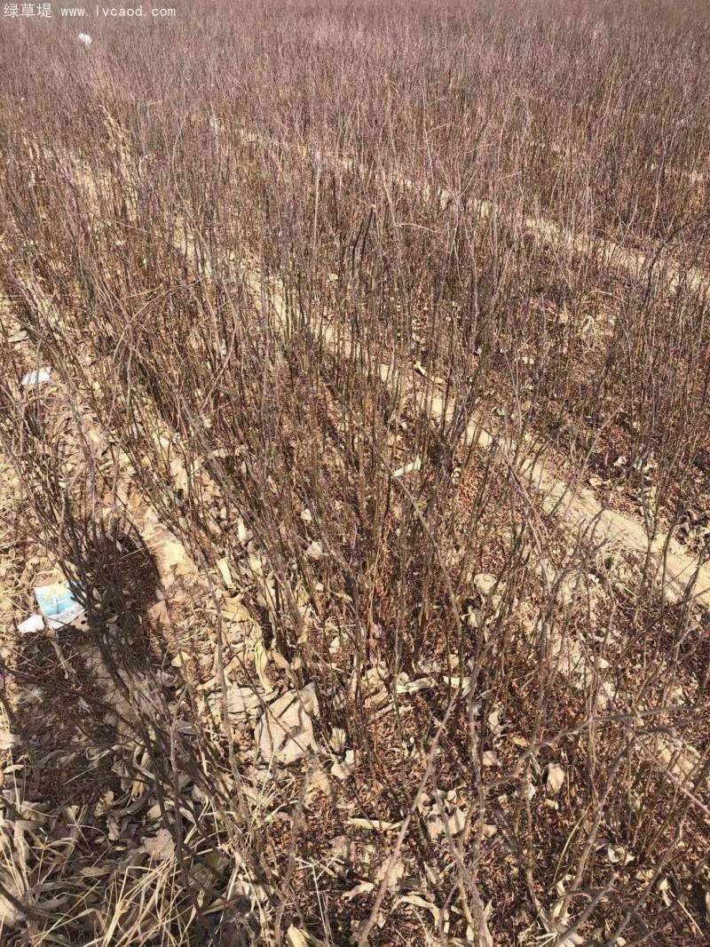 花椒樹苗小苗花椒苗