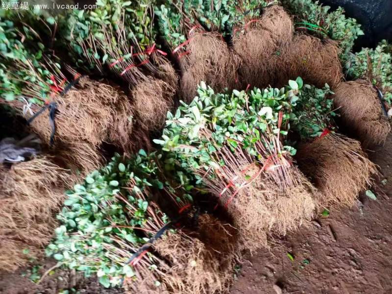 金銀花苗小苗樹(shù)苗