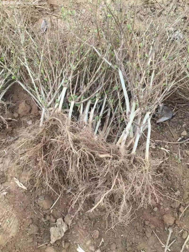 金銀花苗小苗樹(shù)苗