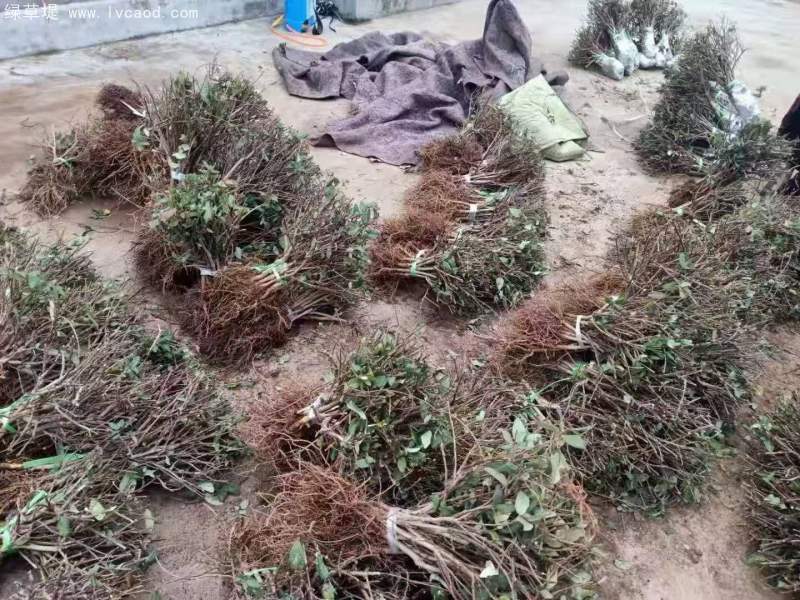 金銀花苗小苗樹(shù)苗