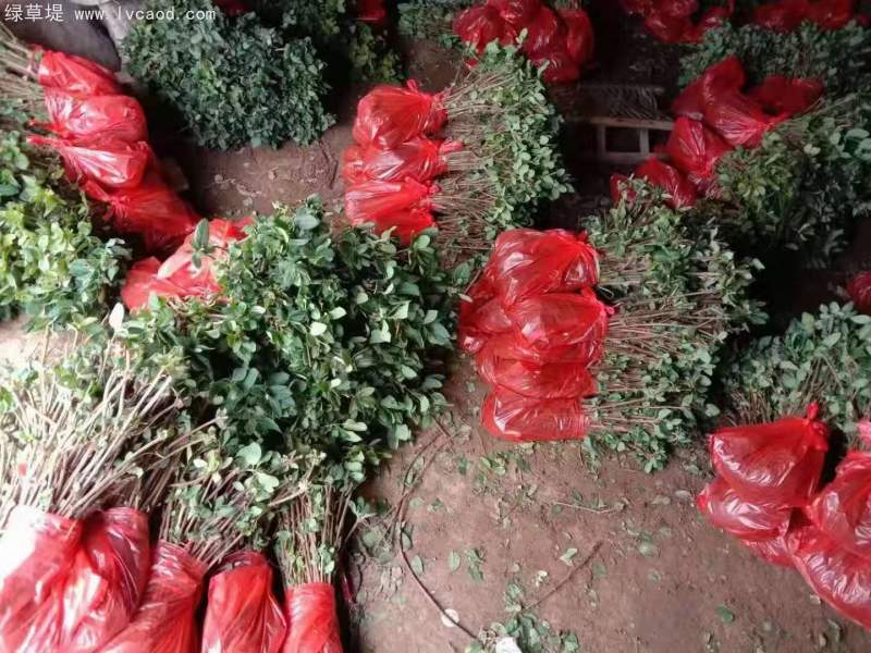 金銀花苗小苗樹(shù)苗