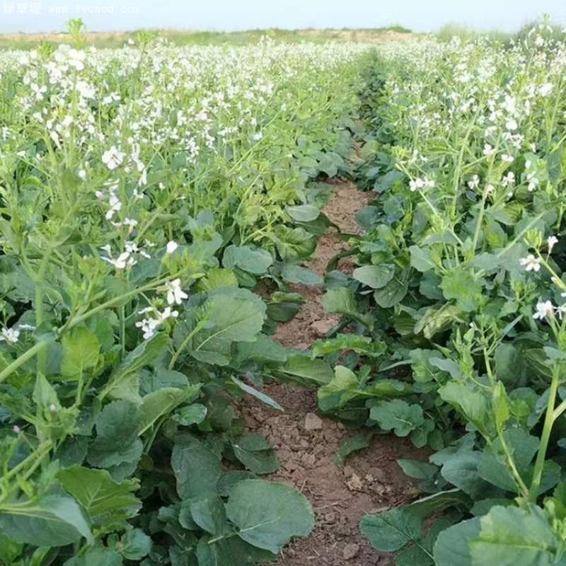 肥田蘿卜育種基地