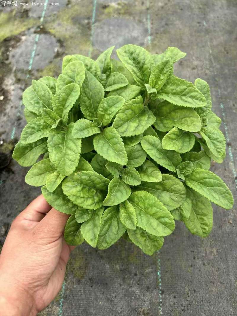 1加侖婆婆納盆栽杯苗花鏡 1加侖婆婆納盆栽杯苗花鏡