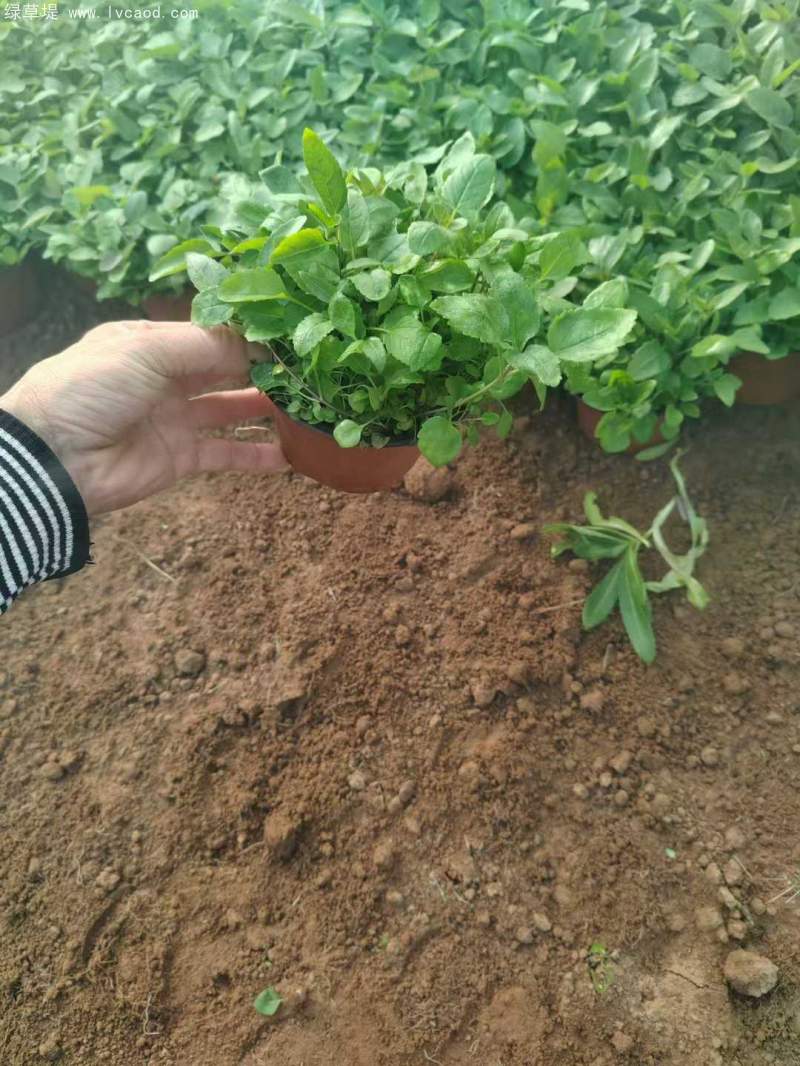 婆婆納盆栽杯苗120雙色盆 婆婆納盆栽杯苗120雙色盆