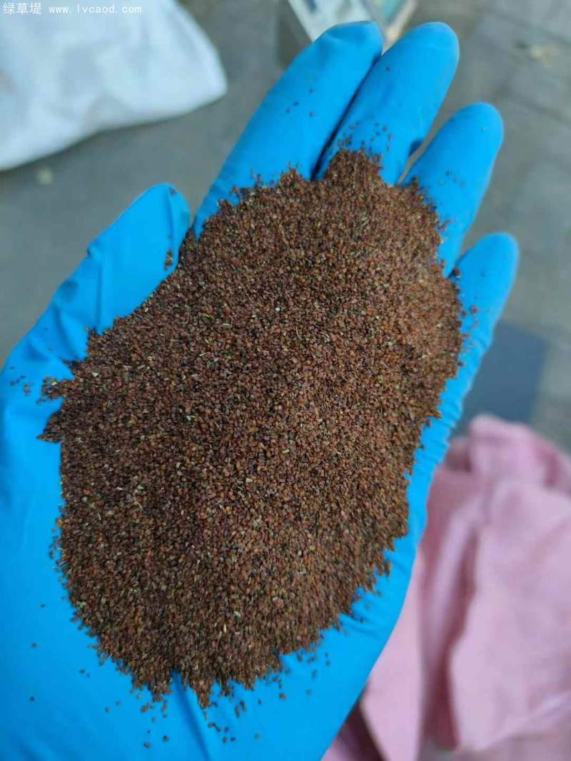 婆婆納種子 婆婆納種子