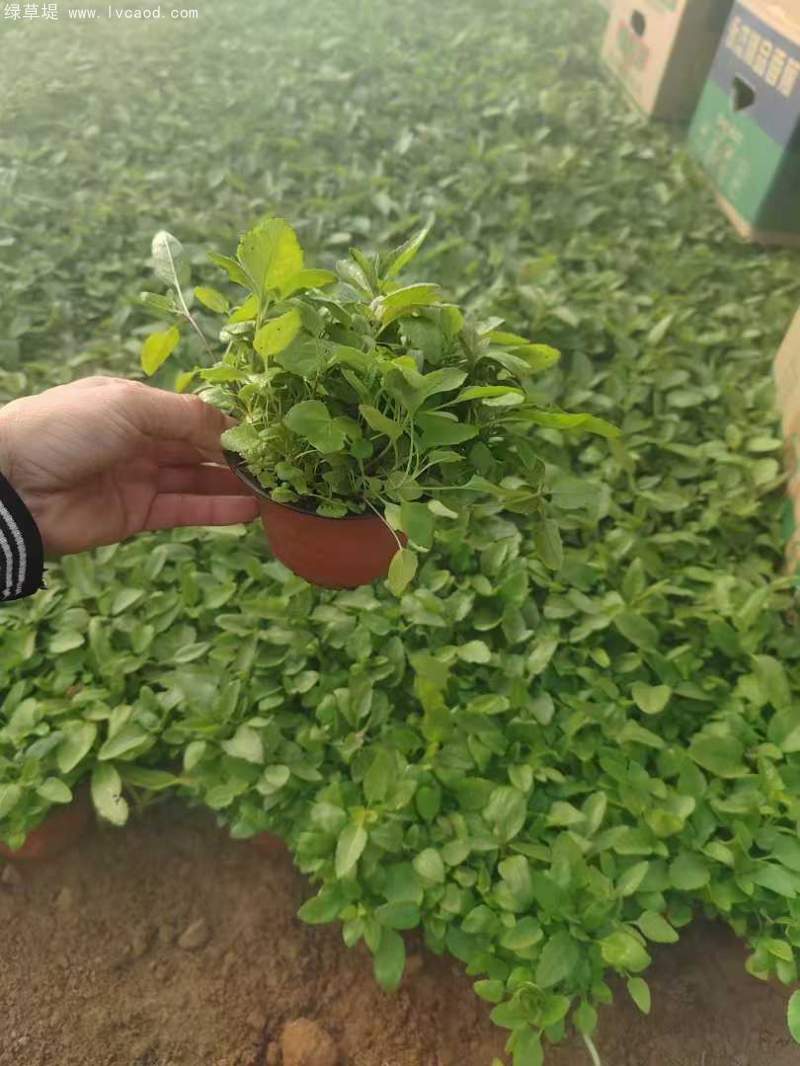 婆婆納盆栽杯苗120雙色盆 婆婆納盆栽杯苗120雙色盆