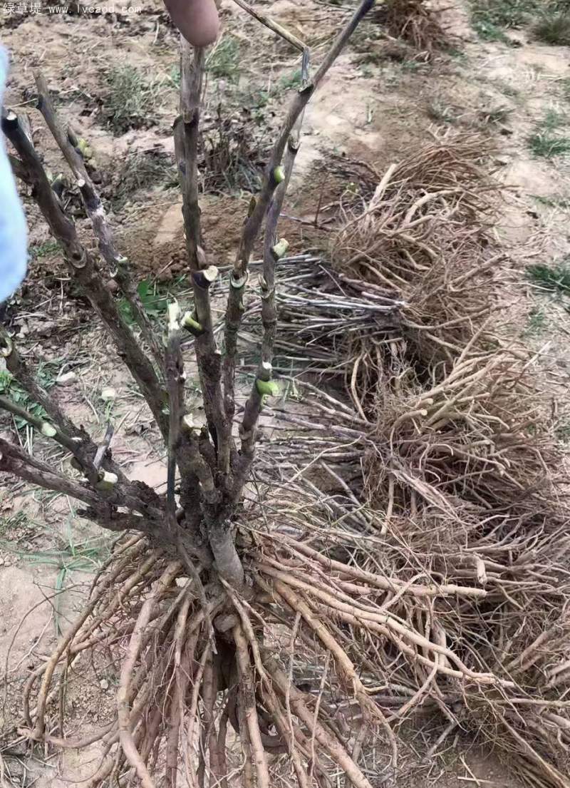 牡丹樹(shù)苗