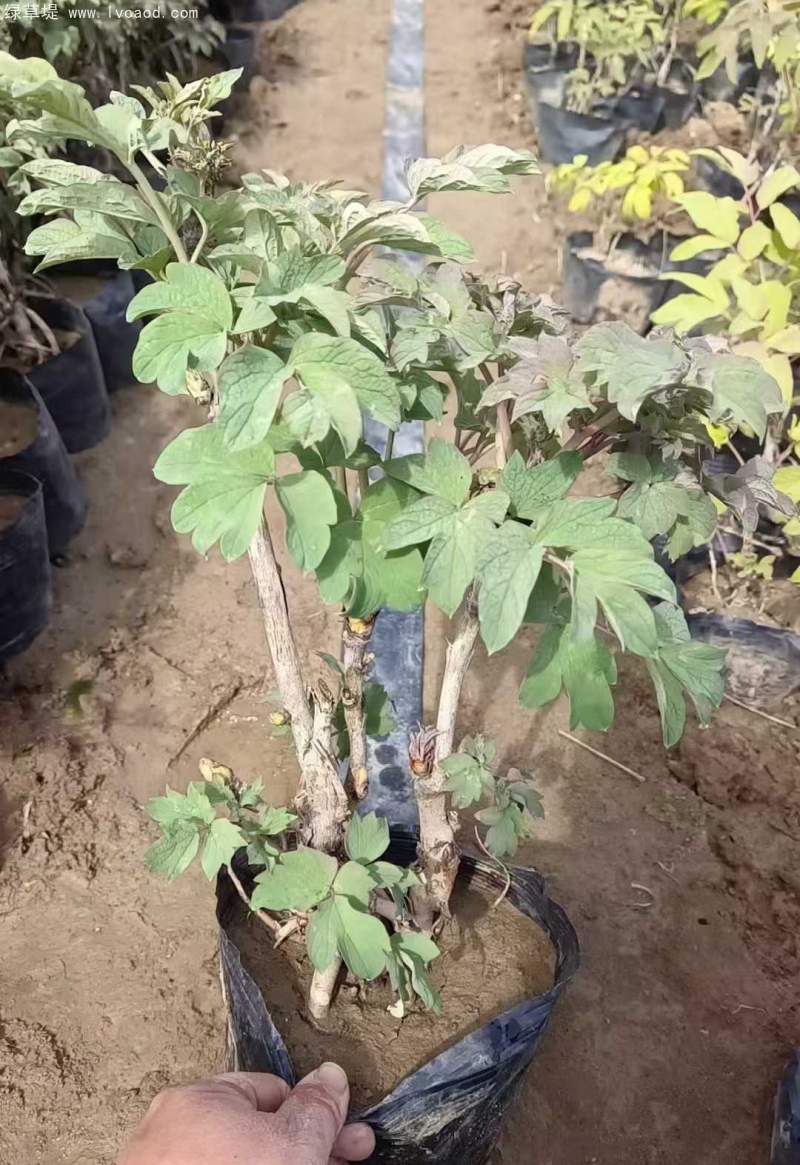 牡丹樹(shù)苗盆栽