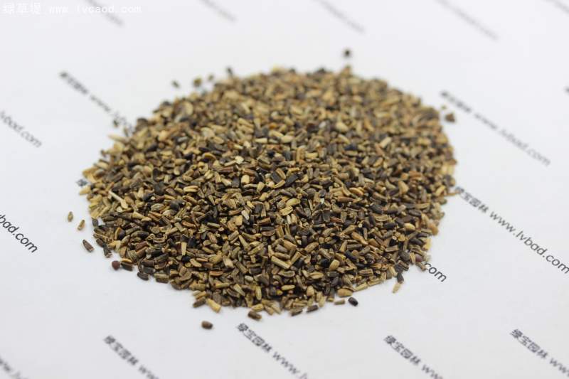 菊苣種子 菊苣種子