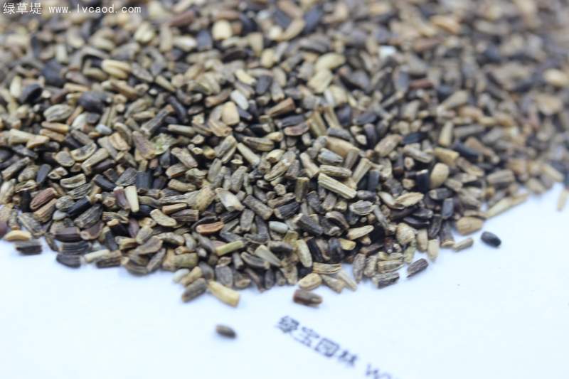 菊苣種子 菊苣種子