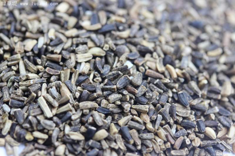 菊苣種子 菊苣種子