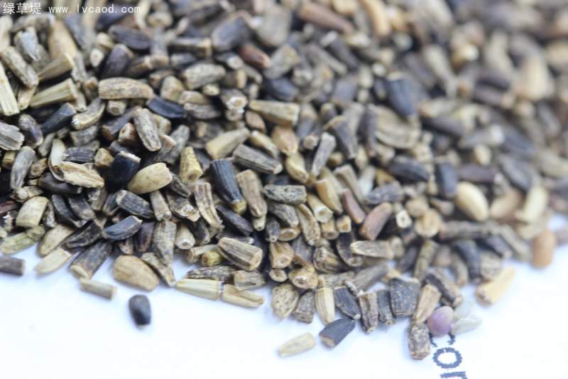 菊苣種子 菊苣種子