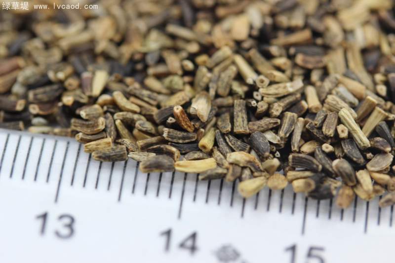 菊苣種子 菊苣種子