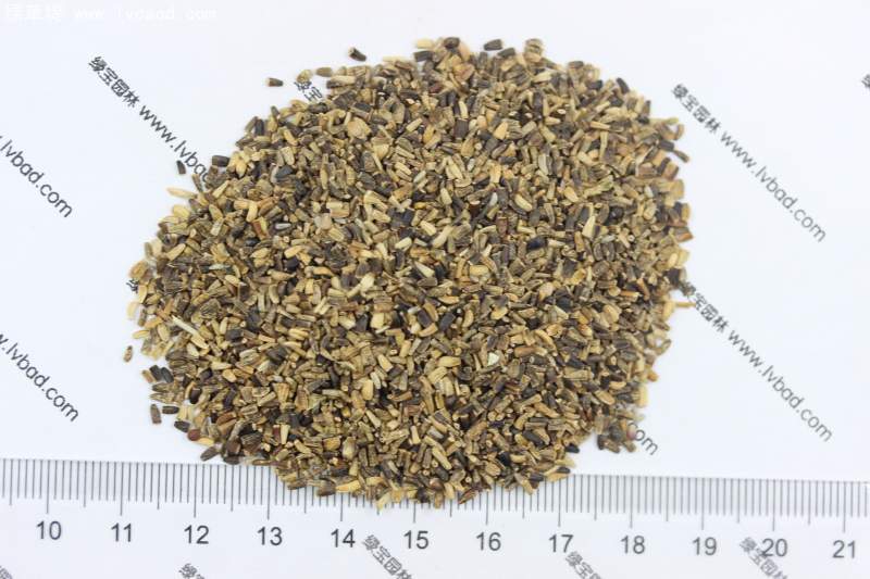 菊苣種子 菊苣種子