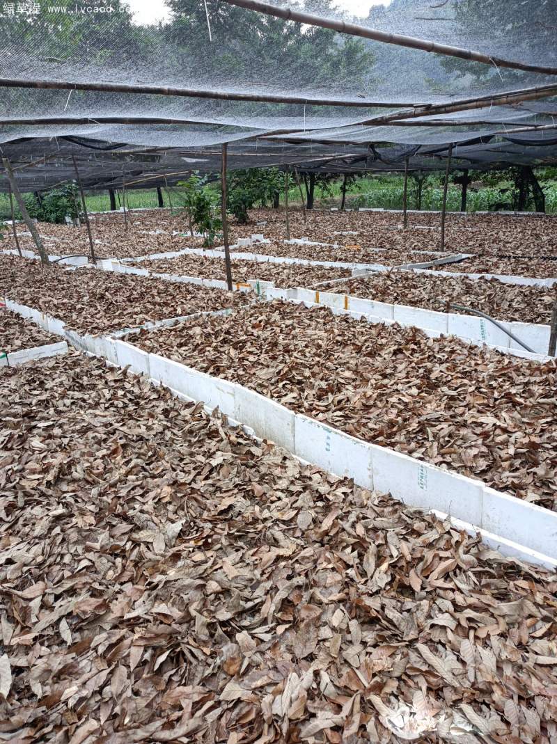 天麻種植基地 天麻種植基地