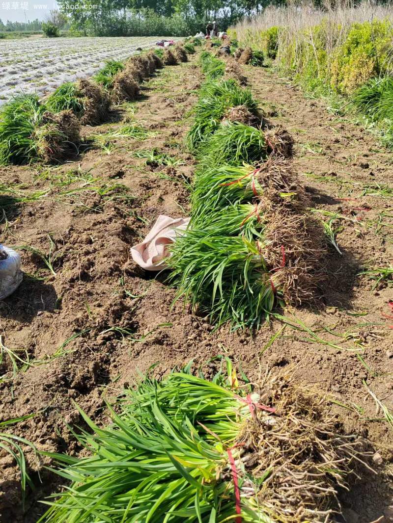 萱草地苗大田苗 萱草地苗大田苗