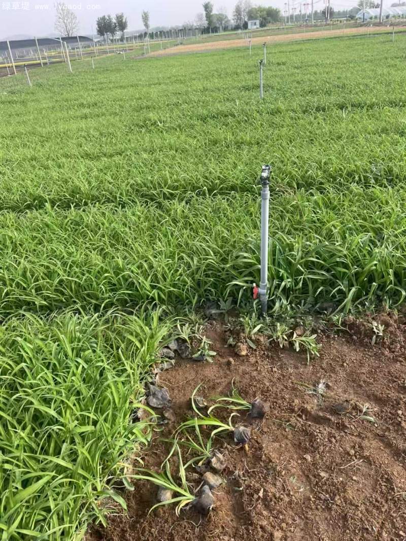 萱草盆栽 萱草盆栽